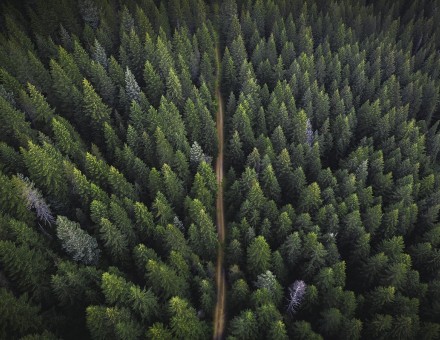 2025 Summer Forestry Internship