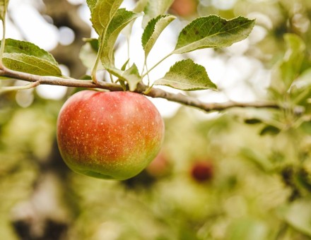 Tātau Tātau Horticulture Update